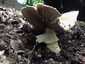 Óriás csiperke (Agaricus augustus), Budai-hegység